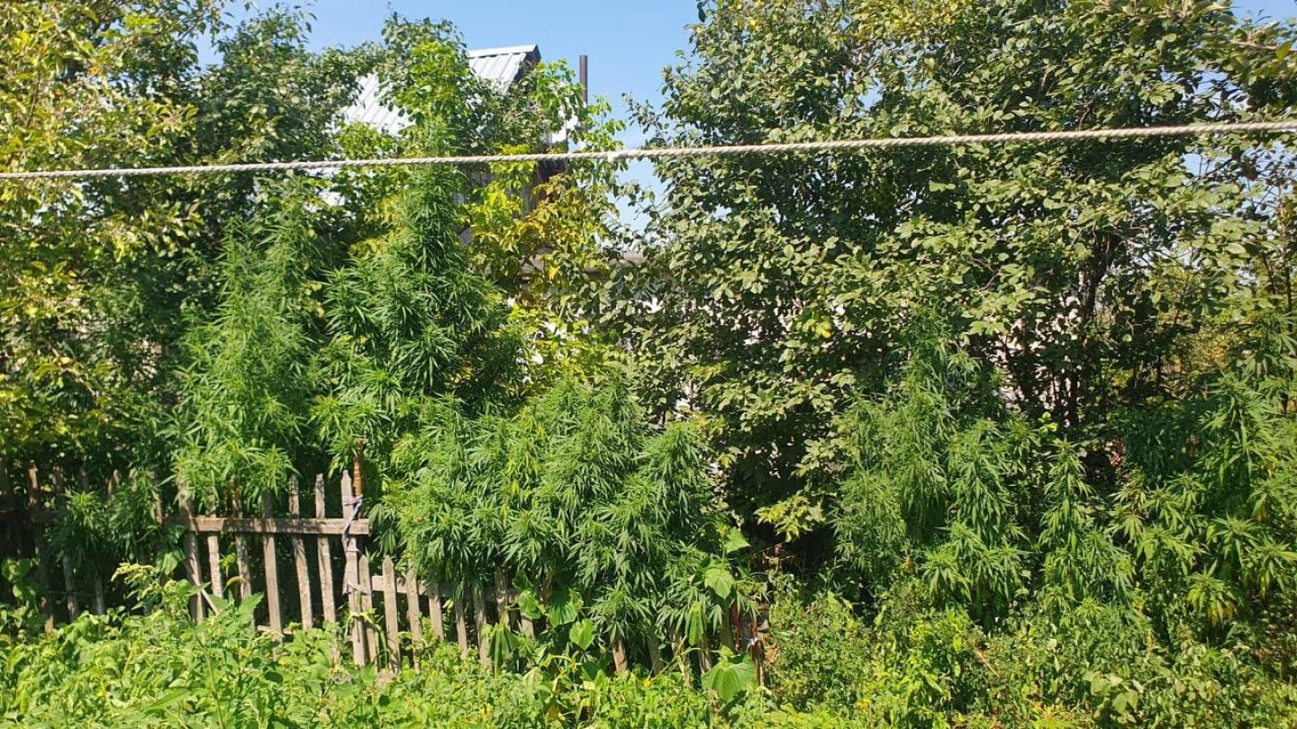 В Уральске мужчина вырастил коноплю высотой с дерево