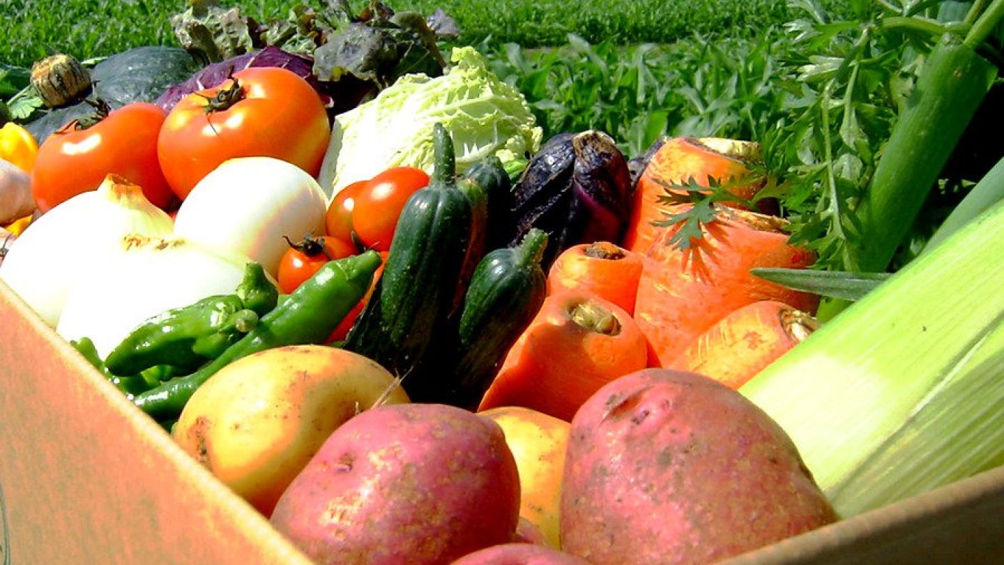 Свежие фермерские овощи. Сельскохозяйственная продукция. Овощи. Сельскохозяйственные продукты. Свежие овощи.