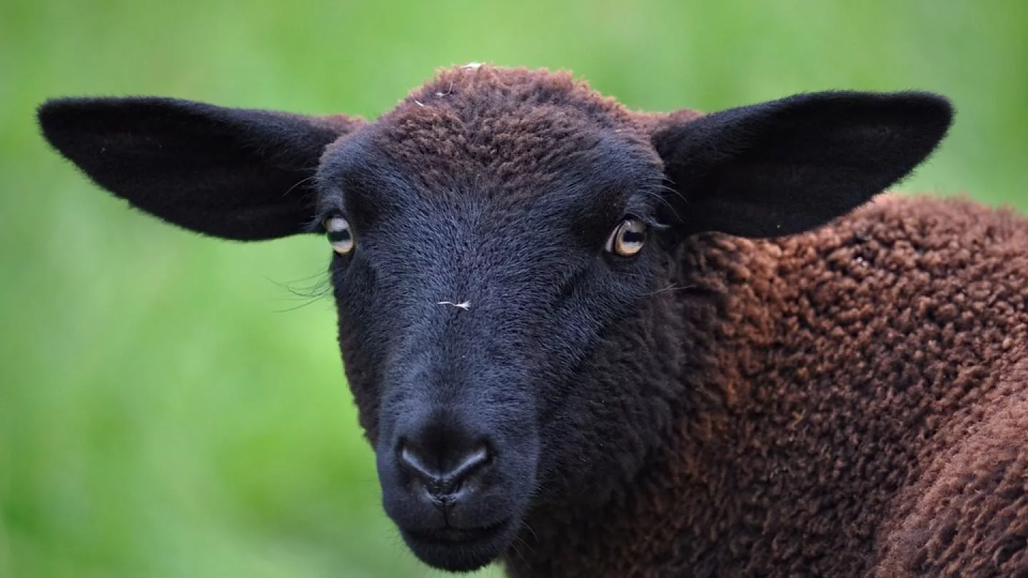 Государственные миллионы на убитых овец и баранов потратили жители Уральска