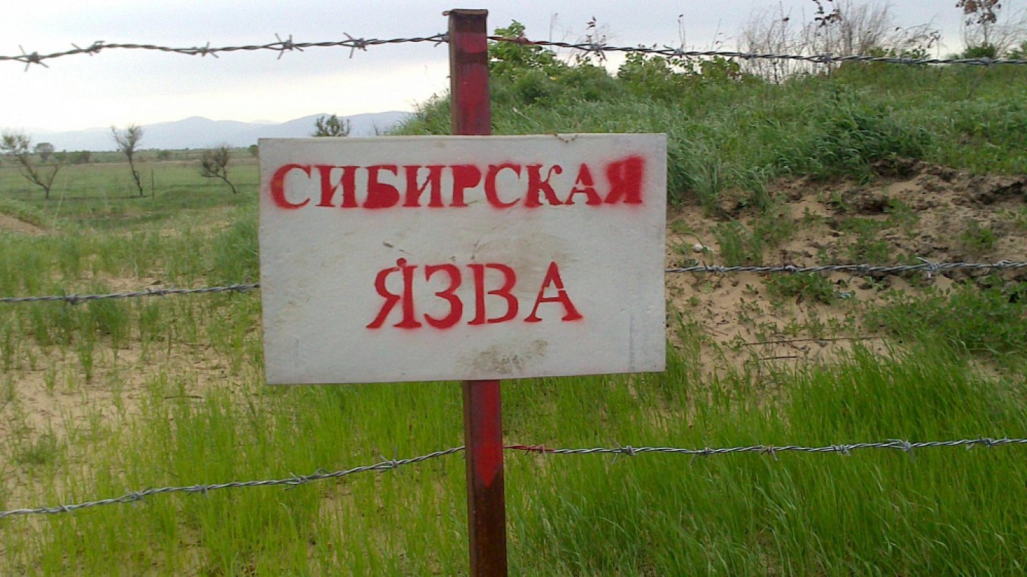 Не драматизируйте: в ВКО разбираются, почему дома построили возле  могильников с сибирской язвой