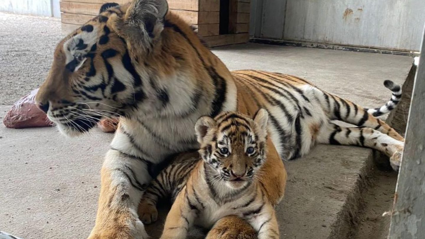 Zoopark Как отреагировали животные зоопарка в Алматы на землетрясение (видео)