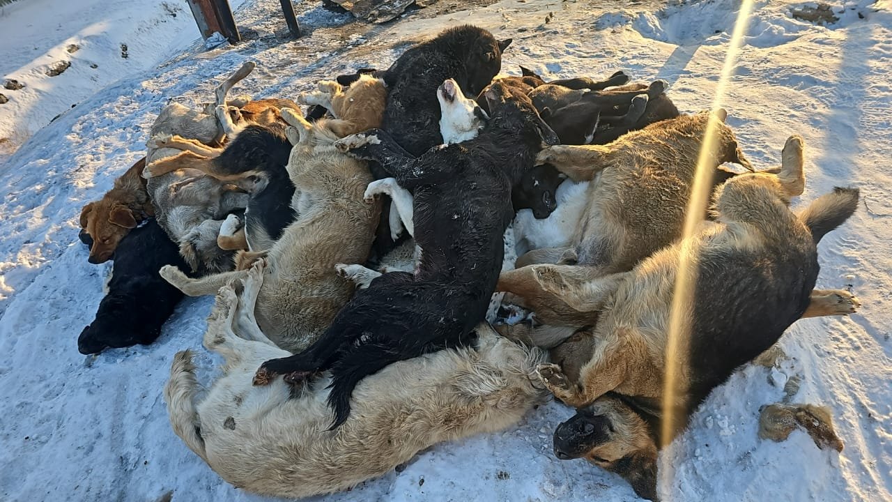 ФоÑо пÑедоÑÑавили волонÑÑÑÑ