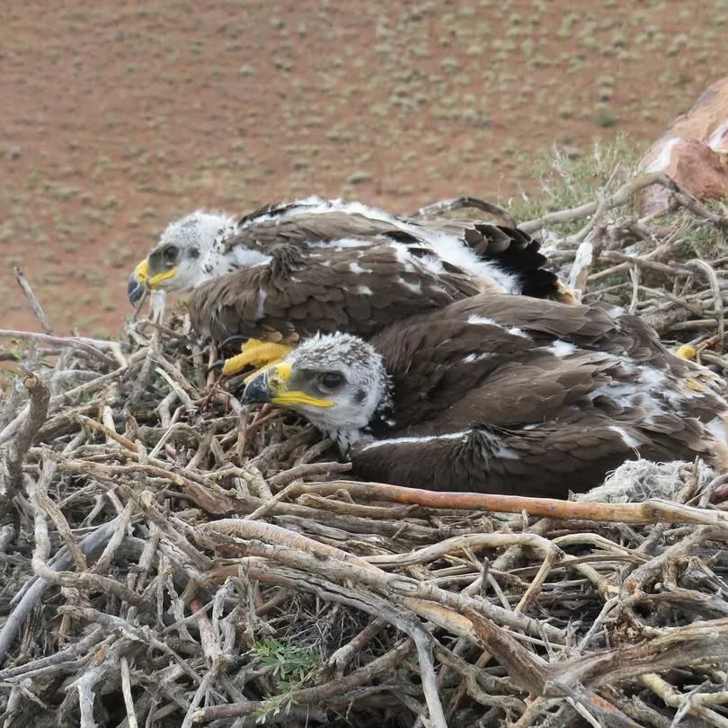 Нарутоның алғашқы жыныстық қатынасы Қазақ әйелдері жуынатын моншадағы жасырын камералар