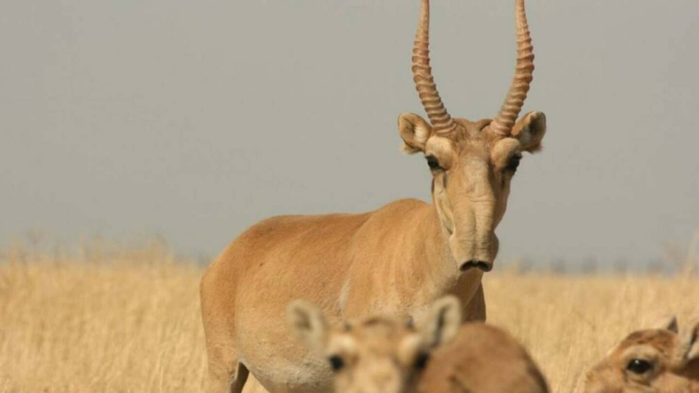 Тарифанты. Степная антилопа Сайгак. Сайга антилопа. Горный Сайгак. Сайга (Сайгак).