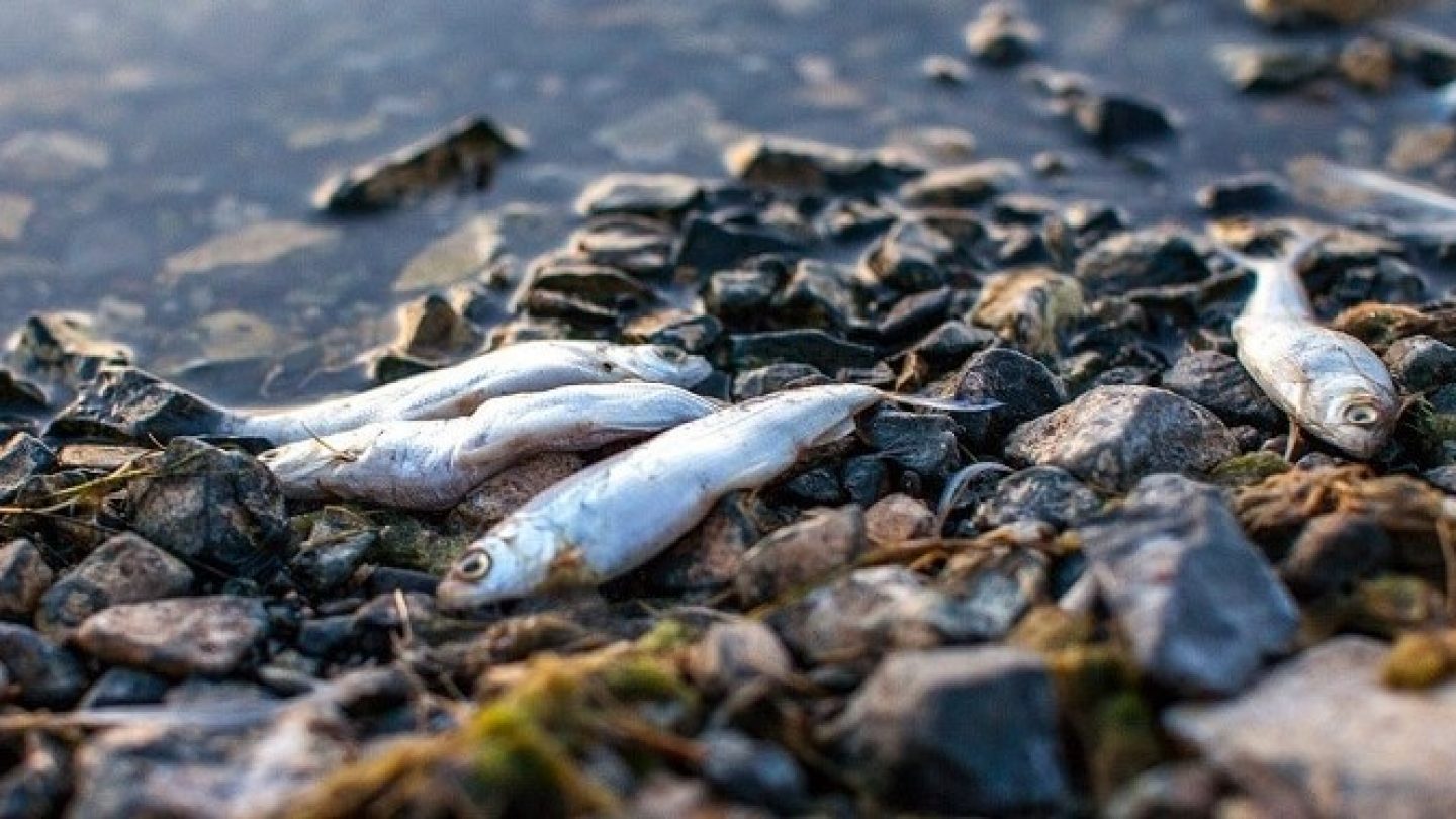 Гибнущее море. Загрязнение моря Лаптевых. Мертвая рыба на берегу. Мор рыбы.