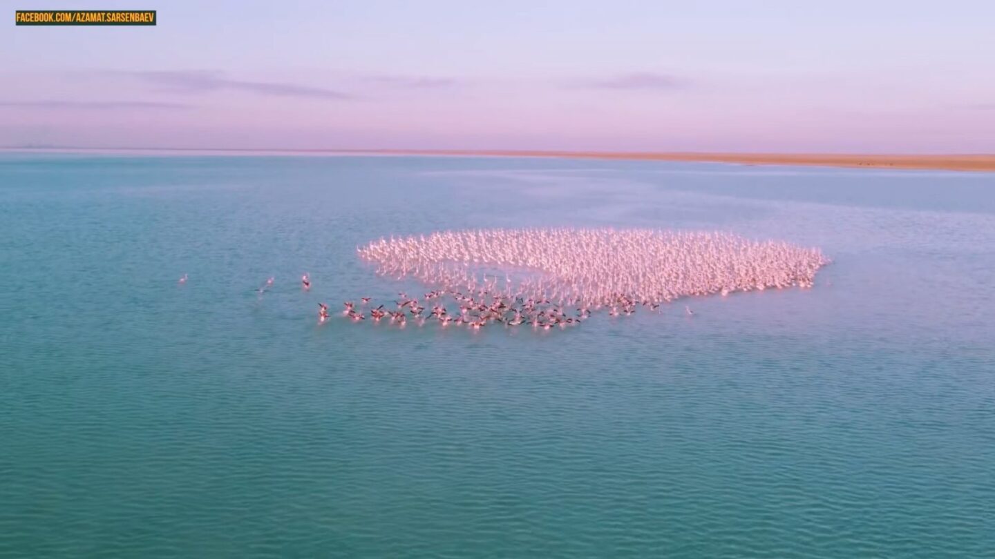 Стая фламинго на озере: жителя Актау могут наказать за видео