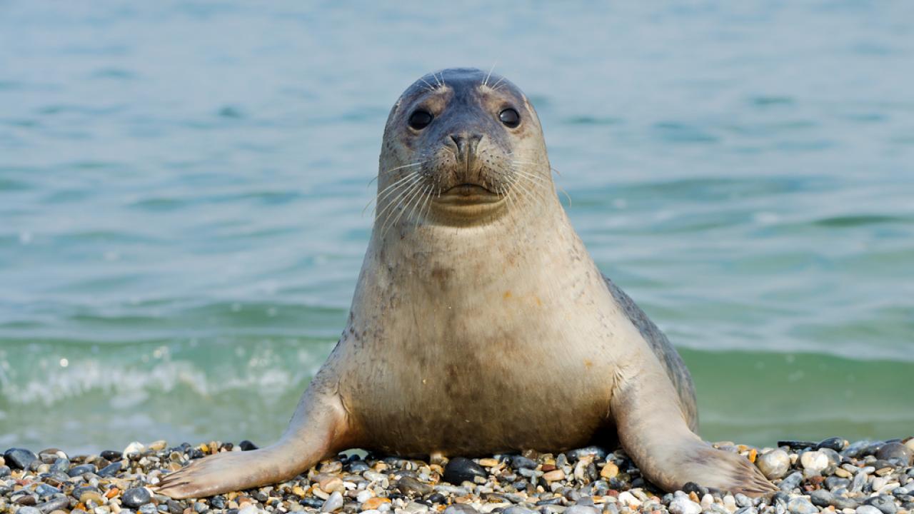 Более 8 млн тенге составит штраф за убийство каспийского тюленя