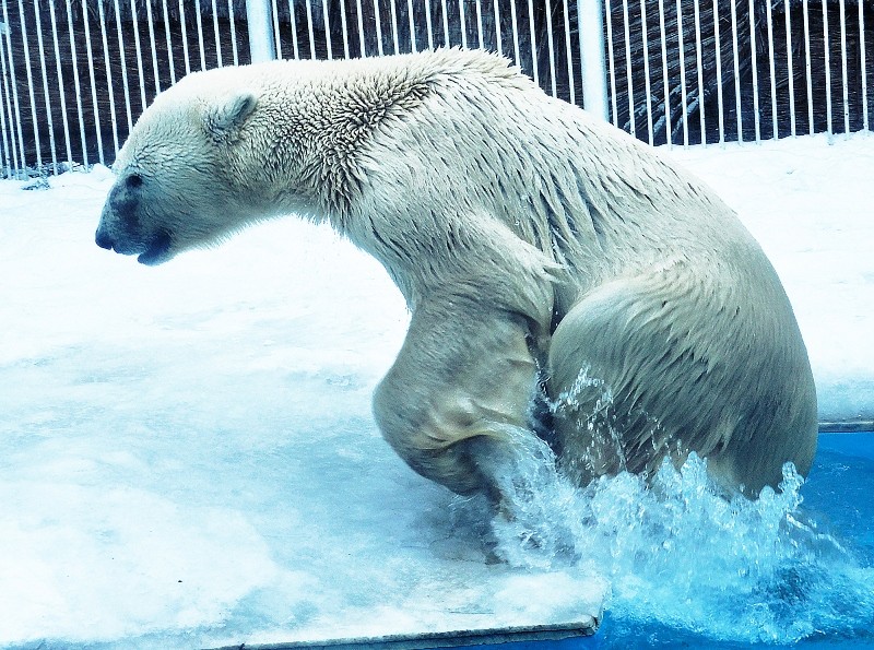 Умер единственный полярный медведь в Казахстане