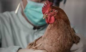 Минсельхоз: Фермеры, потерпевшие убытки от птичьего гриппа, получат компенсацию