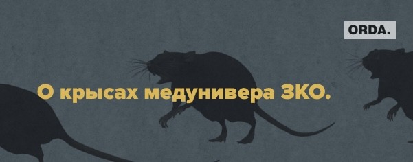 На карантине покупали крыс: десять неоднозначных госзакупок