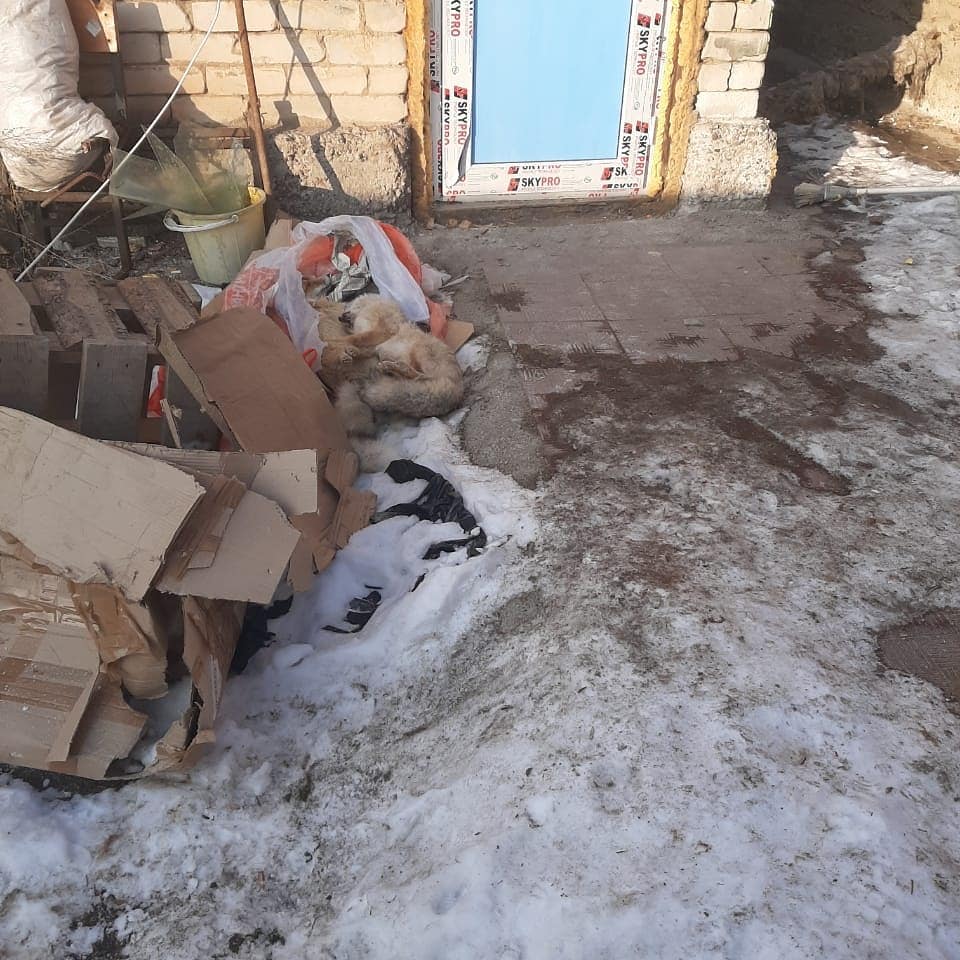 Просто бизнес: ради шкур в Алматинской области убивают волков?