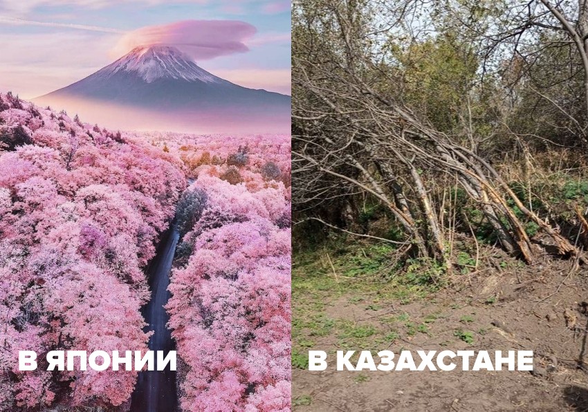 Коттеджи вместо яблоневых садов и невозвращенные народу земли