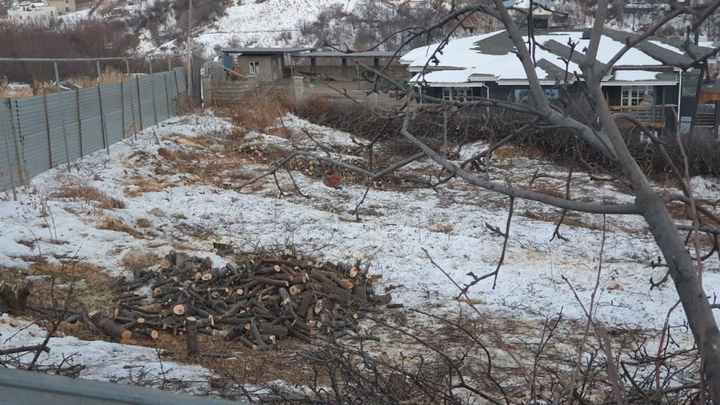 В Алматы 31 декабря уничтожили яблоневый сад