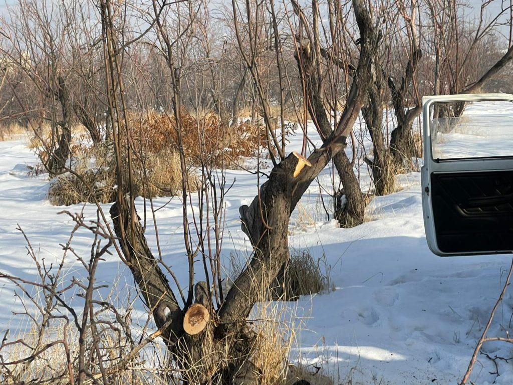 Срубили яблони и построили коттеджи: Что происходит в Алматы?
