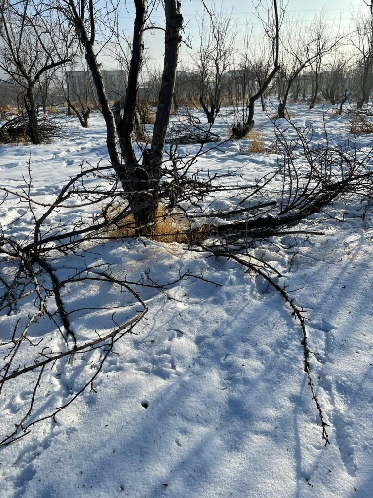Срубили яблони и построили коттеджи: Что происходит в Алматы?