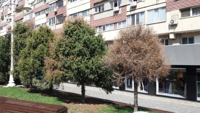 Даже Токаев и Сагинтаев бьют тревогу: почему Алматы уже не город-сад?