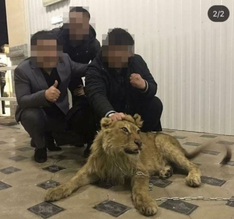 Брат Айжан Байзаковой со львёнком в машине: Минэкологии начало проверку