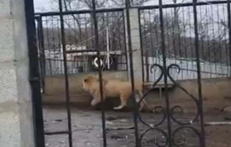 Брат Айжан Байзаковой со львёнком в машине: Минэкологии начало проверку