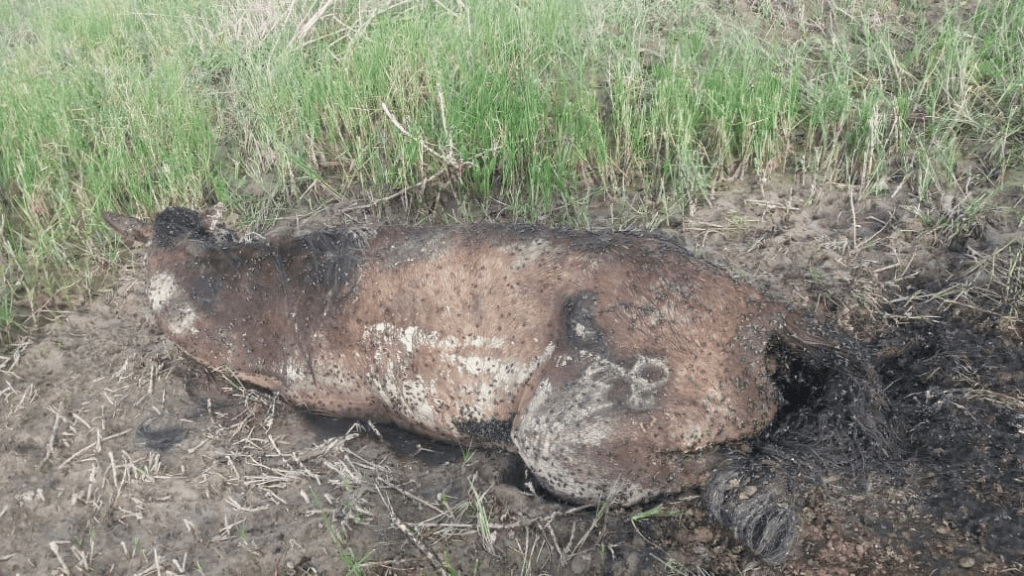 Урожая не будет, цены на корма подскочили в два раза, но вы держитесь