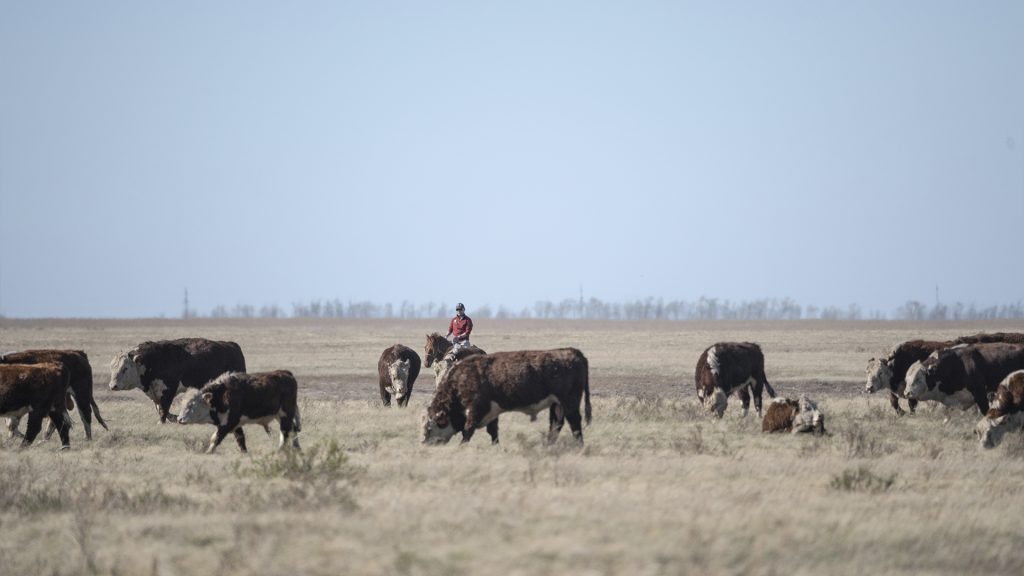 Как спасти скот и фермеров от засухи