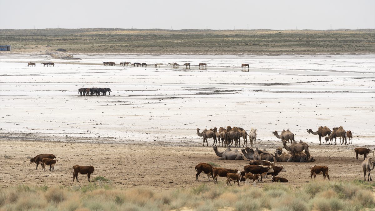 Как спасти скот и фермеров от засухи
