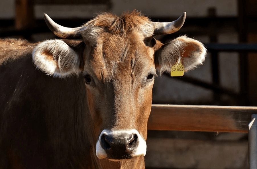 Мясо не подешевеет после запрета на экспорт скота – эксперты