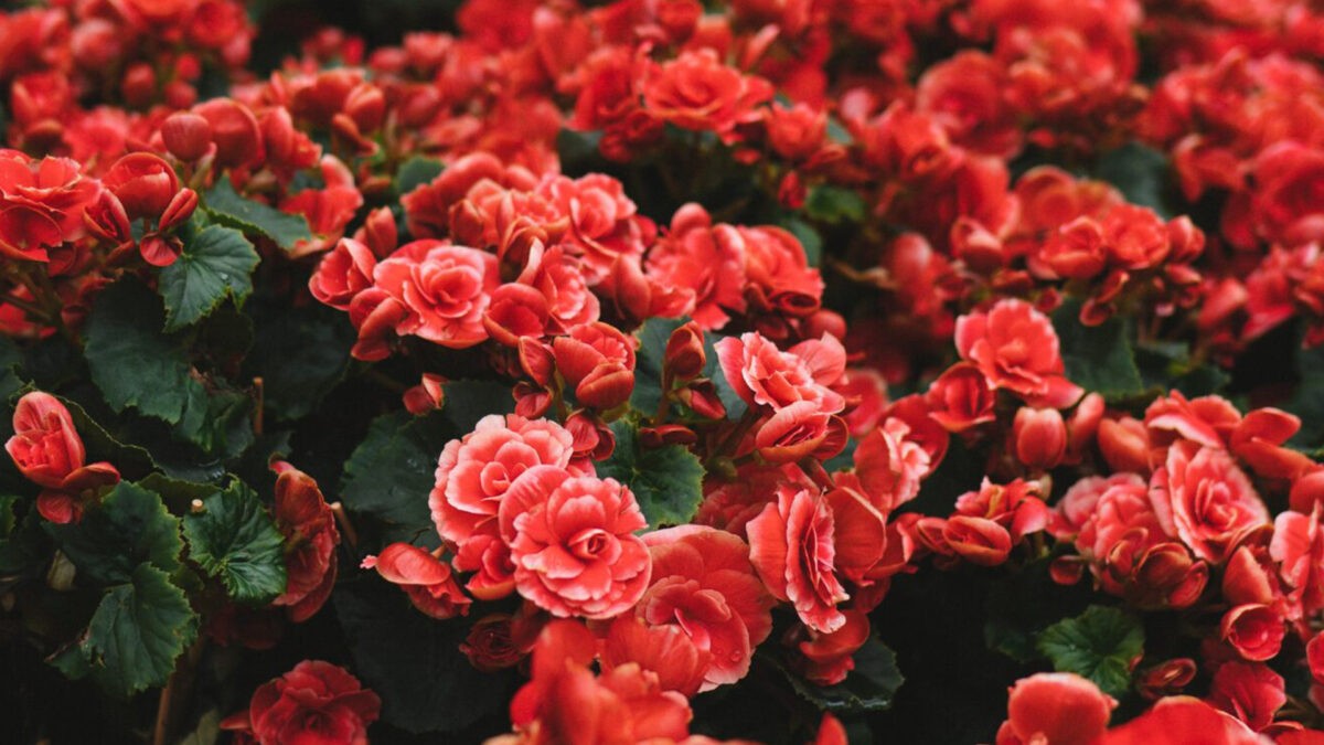Акимат Алматы покупает "цветочные букеты" за 25 млн тенге