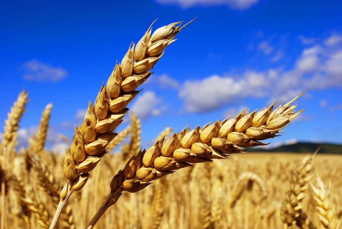 130 тысяч тенге за тонну пшеницы – к чему готовиться казахстанцам