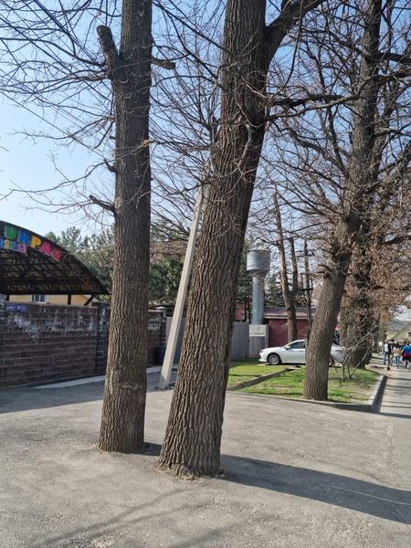 В Алматы краснокнижные дубы закатали в асфальт