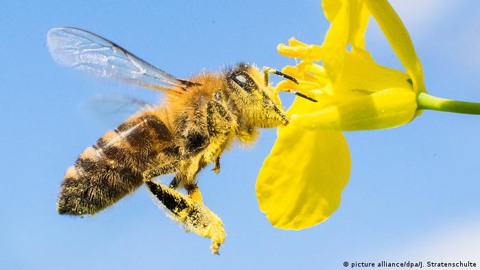 В Шымкенте произошёл массовый мор пчёл