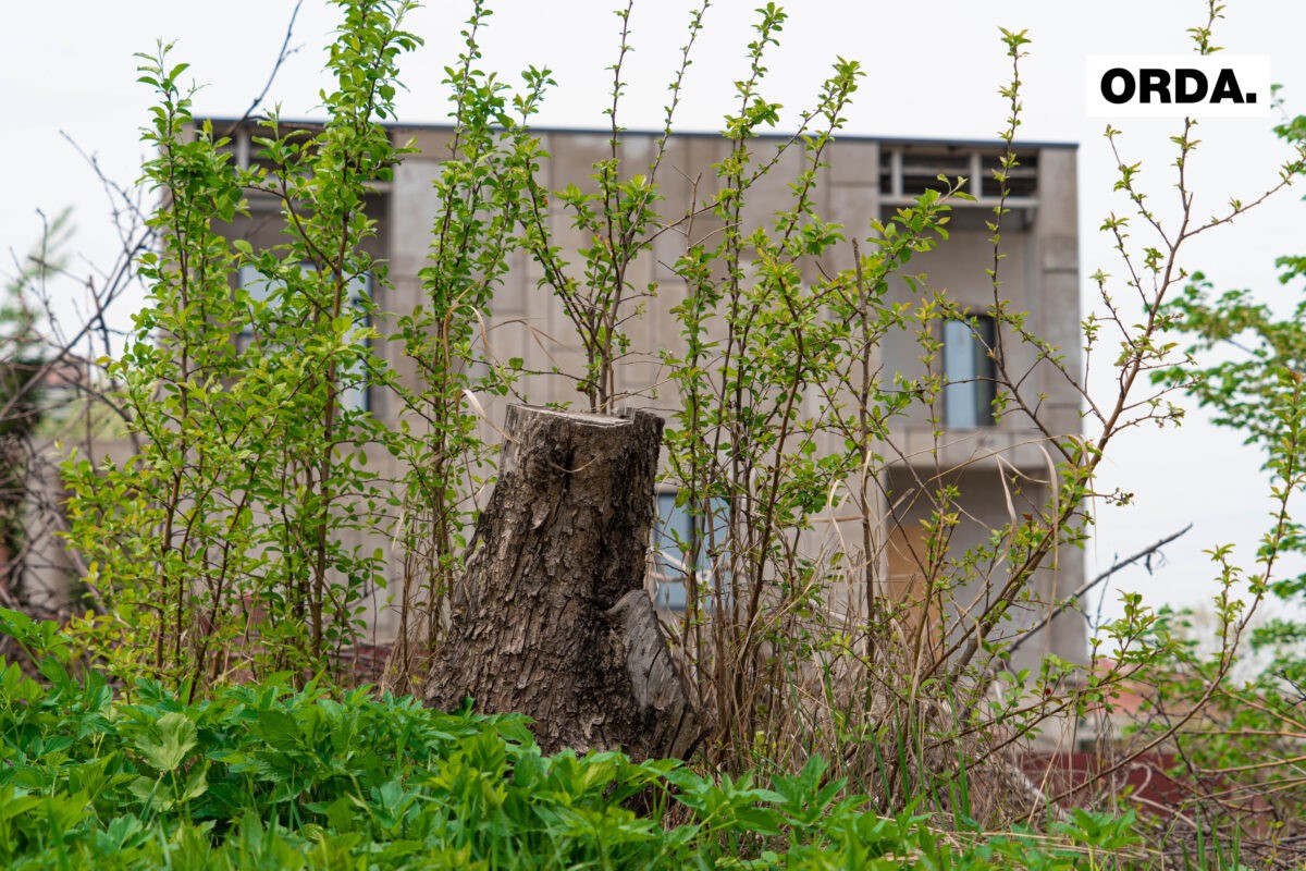 Яблони как сорняки: как (не) спасают последний апортовый сад в Алматы