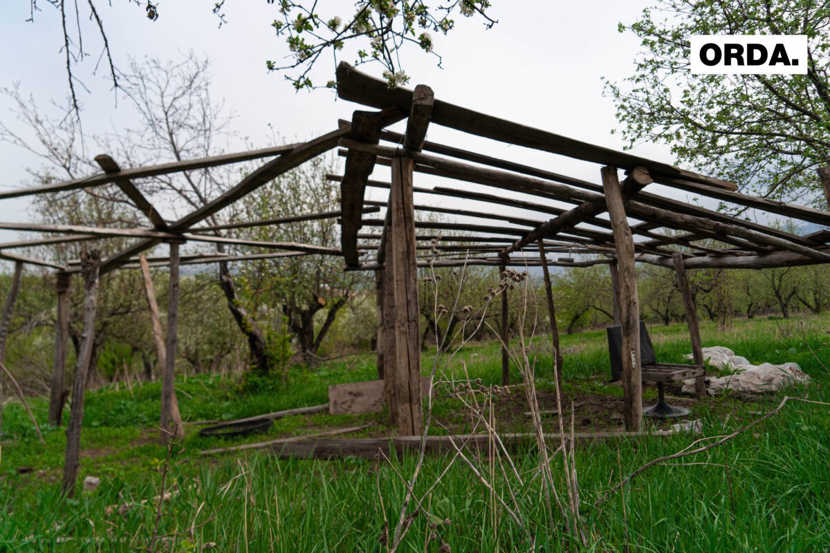 Яблони как сорняки: как (не) спасают последний апортовый сад в Алматы