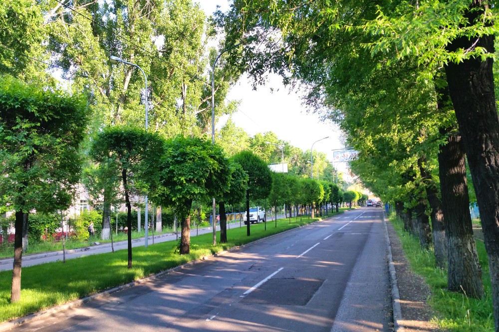 Посадка миллиона деревьев в Алматы: реально или невыполнимо?