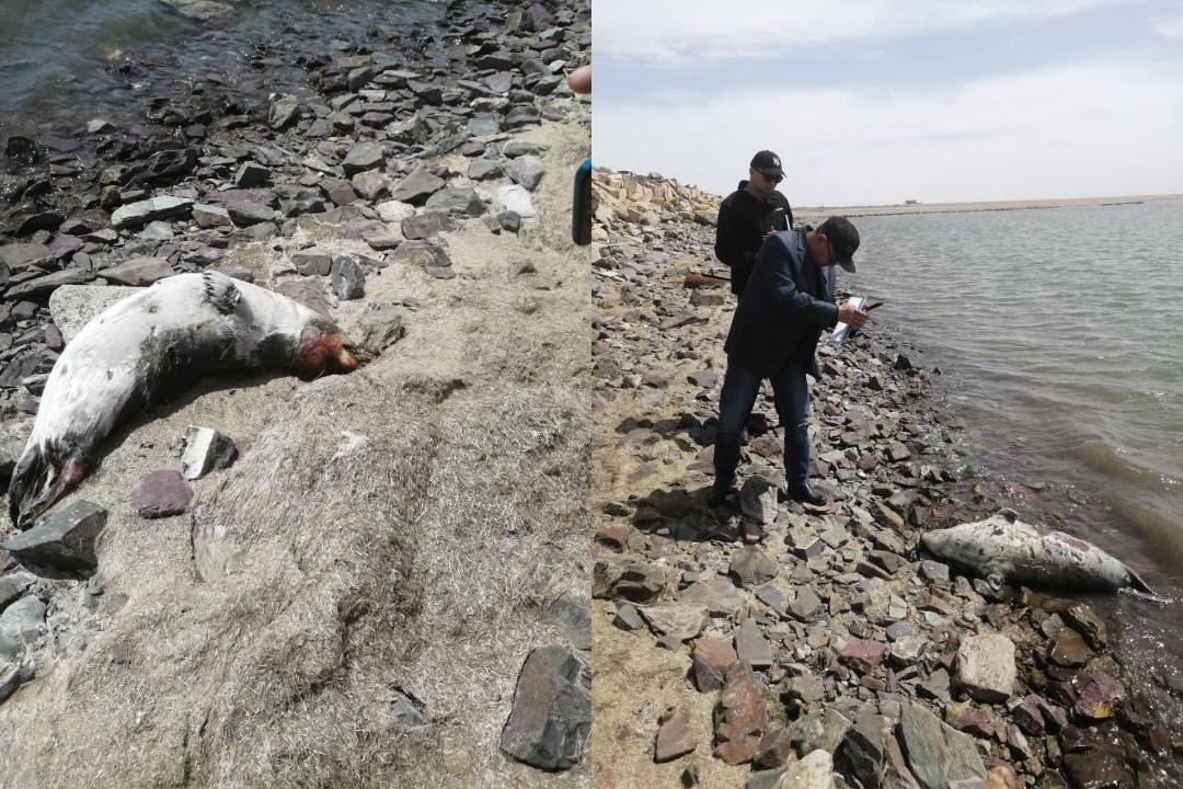 Массовая гибель тюленей: они погибли не одномоментно
