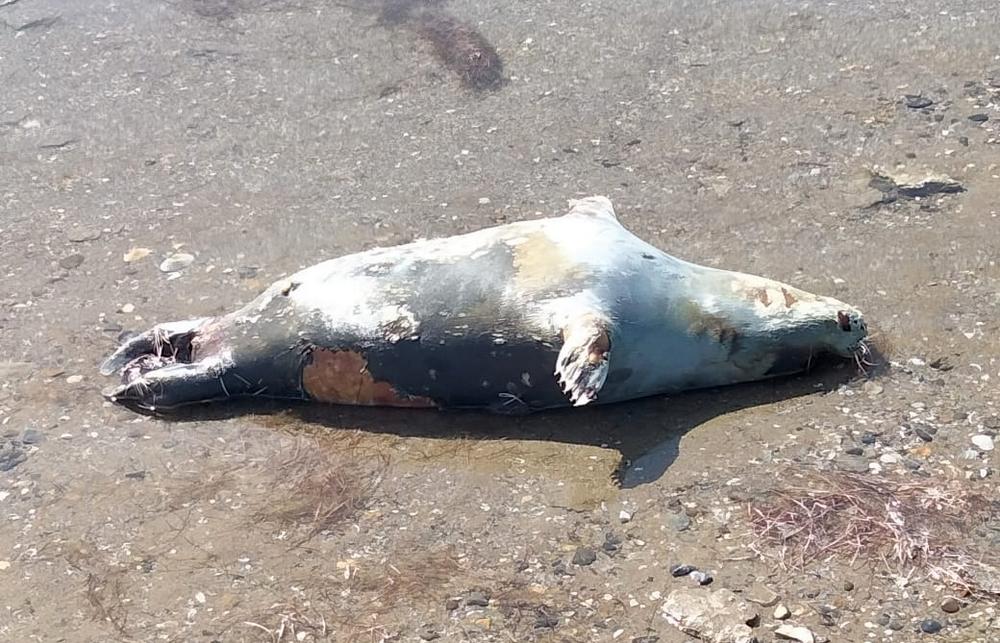Массовую гибель тюленей расследуют в Мангыстау