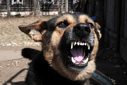 В Карагандинской области собака загрызла ребёнка