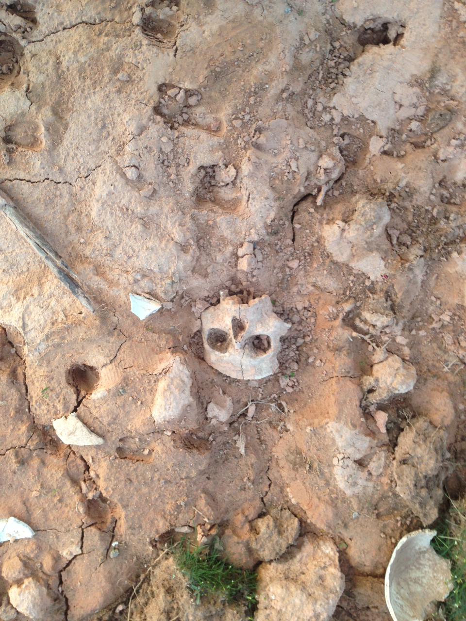 Человеческие черепа и кости нашли жители Туркестанской области