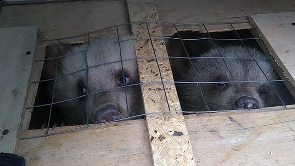 Контрабанду бурых медвежат пресекли на казахстанско-российской границе
