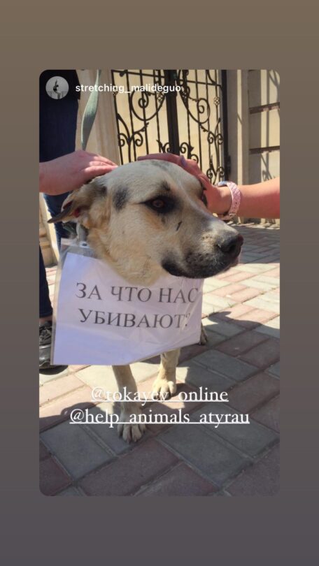 В Атырау зоозащитники вышли на митинг против отстрела уличных животных