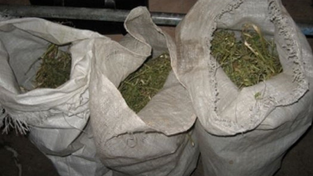 Около 200 килограммов марихуаны изъяли в Караганде