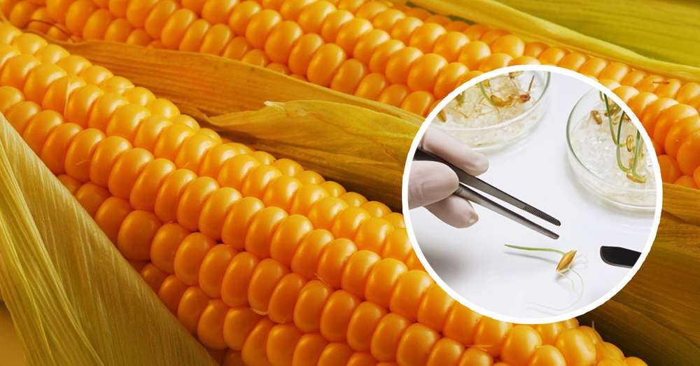 Вред и польза ГМО: что говорят казахстанские учёные