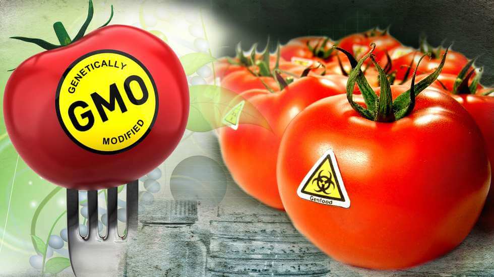 Вред и польза ГМО: что говорят казахстанские учёные
