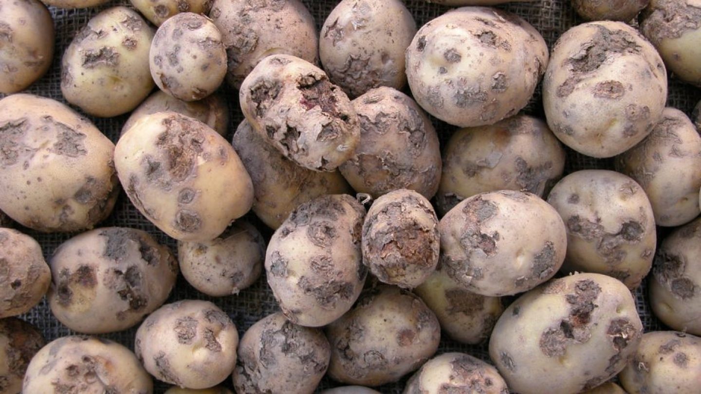 Бугорчатая парша картофеля