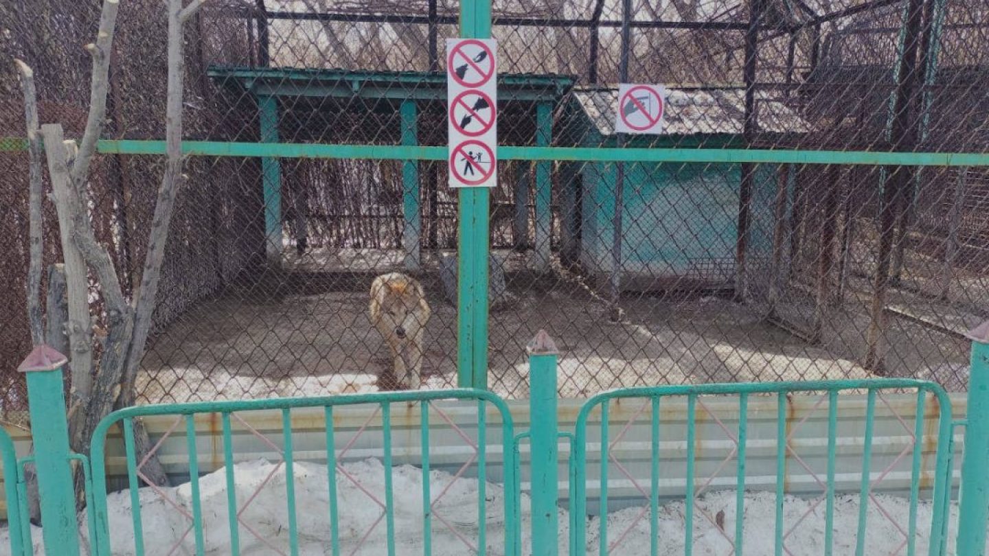 Волк в вольере