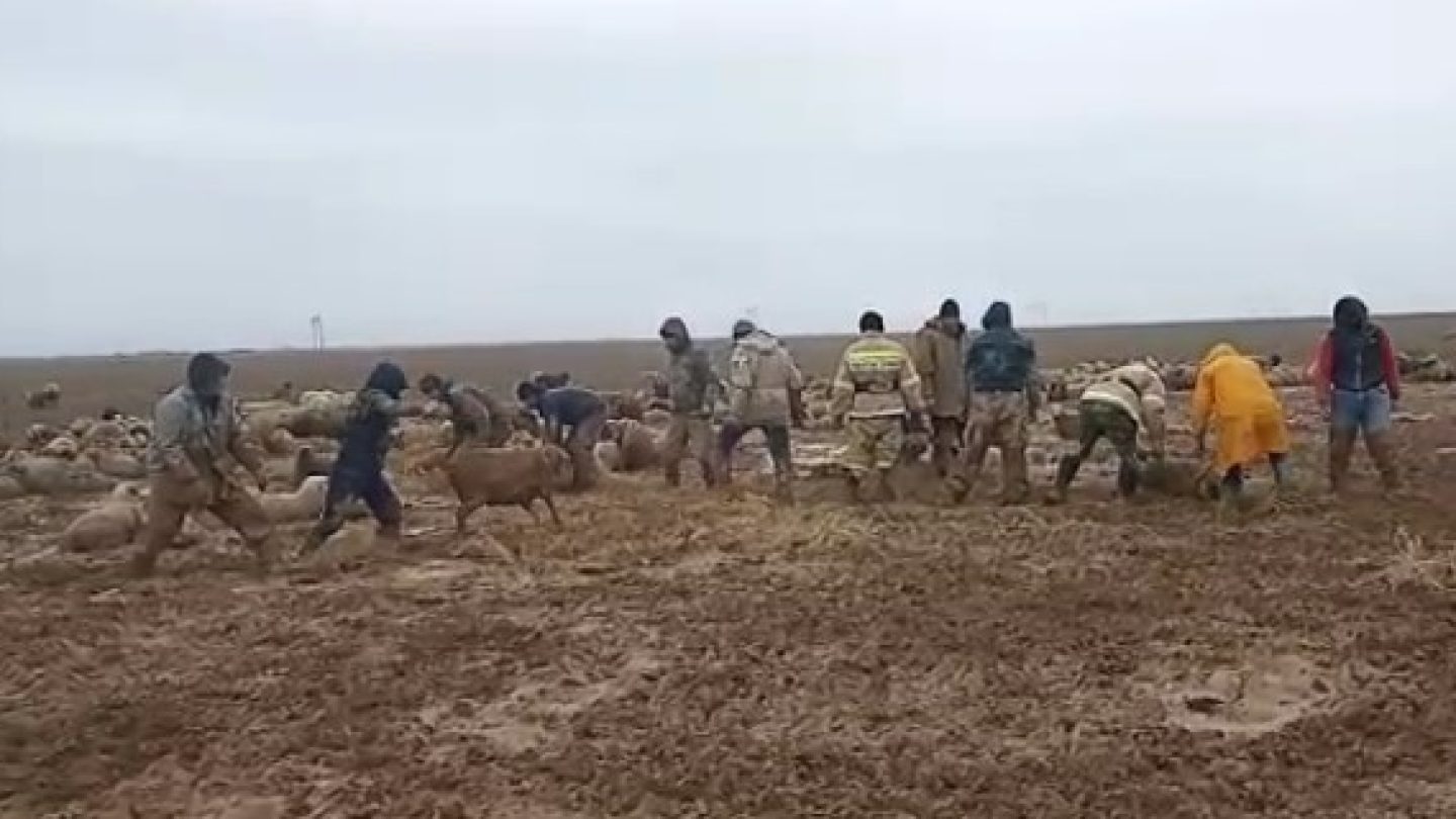 2 тыс. голов овец застряли в грязи в Алматинской области