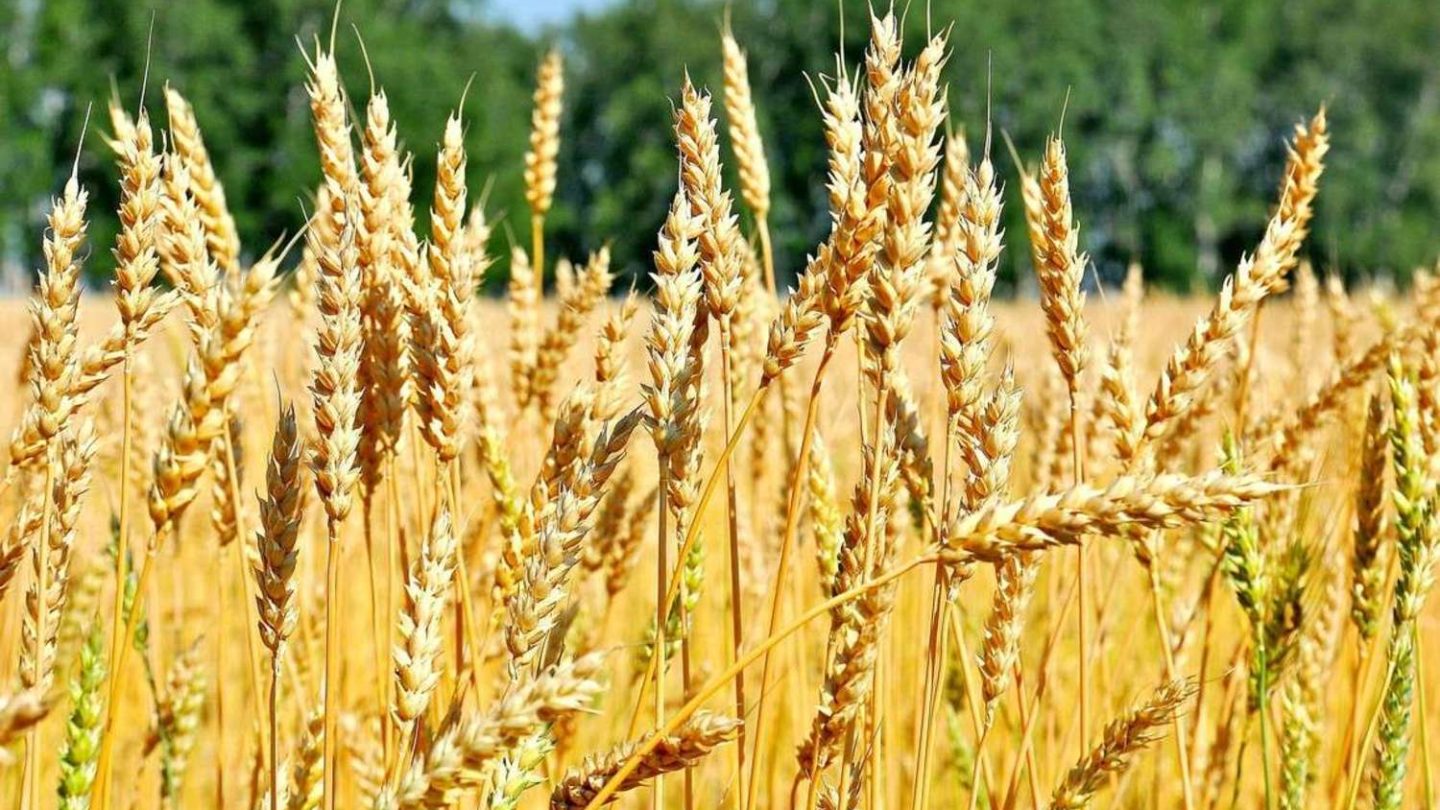 Падение цен на пшеницу ожидают в Казахстане